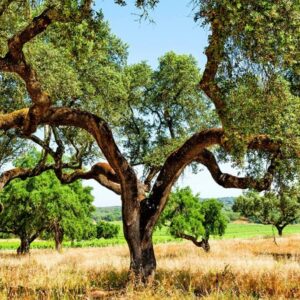 Sobreiro - Cork Tree