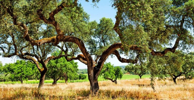 Sobreiro - Cork Tree